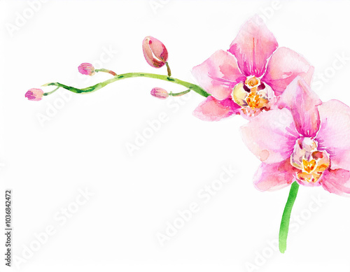 Botanical Pink Orchid Flower Closeup Illustration