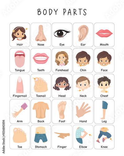 Body Parts Poster with Flashcards, Educational Posters, Montessori Materials, Nursery Wall Art, Teaching Resource, Classroom Decor