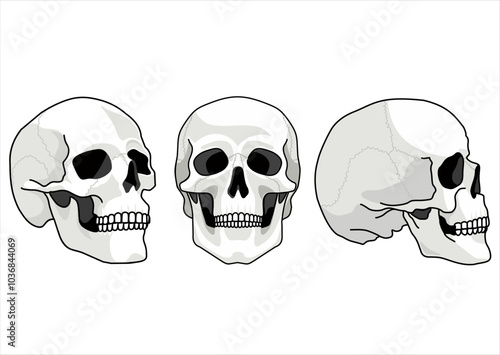 Skulls views. Human skull sides. Humans skulls sketch, smiling mouth death bone. Horror spooky skull front and side view illustrations isolated on background. Skeleton tattoo anatomical face drawings