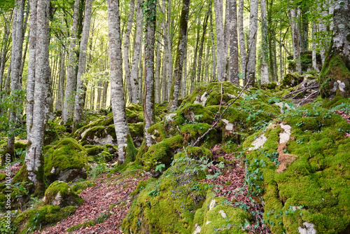 Irati Jungle. Navarra, Spain. The Irati jungle (Iratiko oihana) is a forest distributed between Navarra (Spain) and France. It is one of the largest and best preserved beech and fir forests in Europe