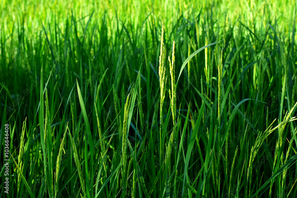 Rice fields, green rice plants and rice panicles Rice fields, green rice plants and rice panicles