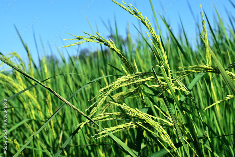 Naklejka premium Rice fields, green rice plants and rice panicles