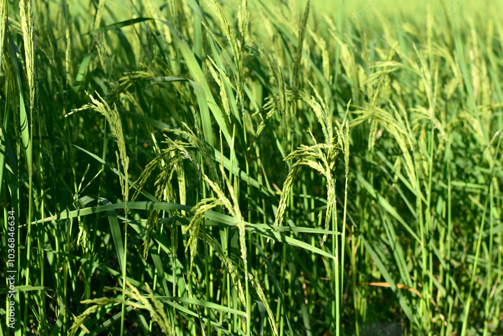 Rice fields, green rice plants and rice panicles Rice fields, green rice plants and rice panicles