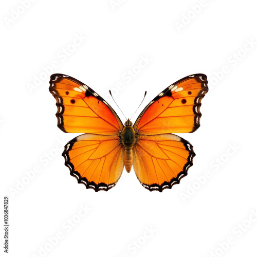 Vibrant Orange Butterfly with Intricate Patterns on Wings