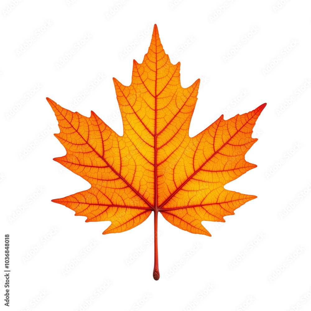 Fototapeta premium Vibrant Orange Maple Leaf Isolated on a Clean Background