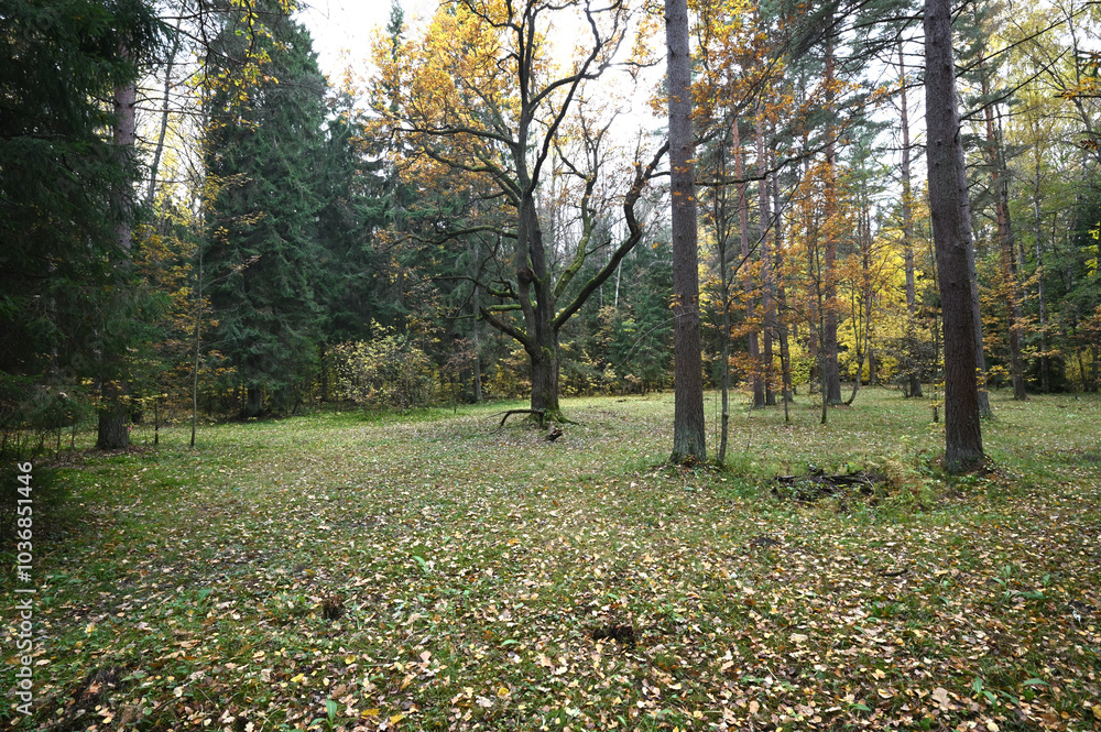 Like a fabulous hero with a golden hat, a century-old oak surrounded by firs and other trees in a clearing, All this can be seen in Sergievka, not far from Peterhof. Like a fabulous hero with a golden hat, a century-old oak surrounded by firs and other trees in a clearing, All this can be seen in Sergievka, not far from Peterhof.