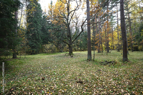 Like a fabulous hero with a golden hat, a century-old oak surrounded by firs and other trees in a clearing, All this can be seen in Sergievka, not far from Peterhof. photo