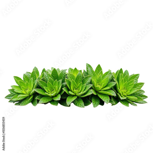 Lush Green Succulent Plant Arrangement on a White Background photo