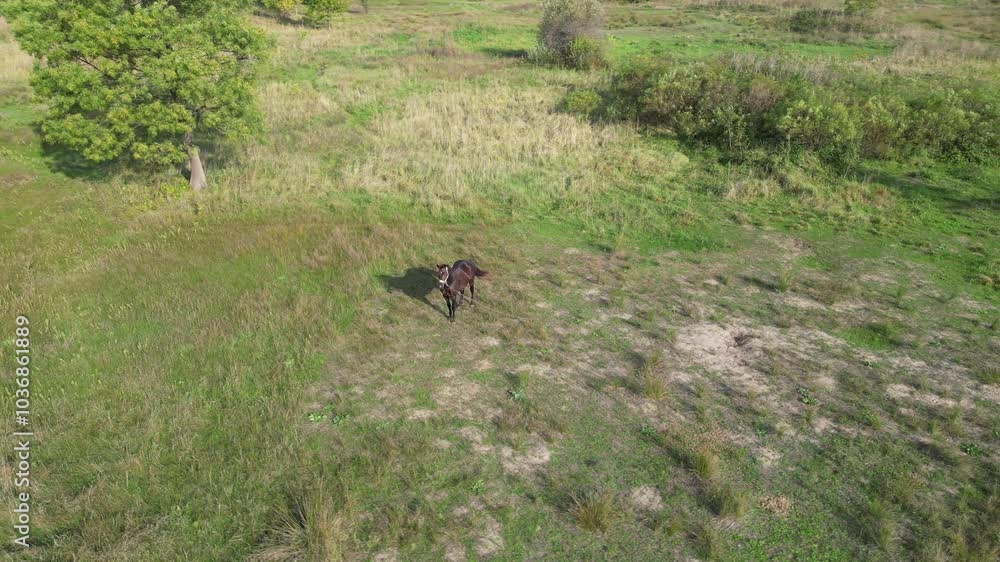 A dark brown horse standing in a grassy field, with a lush green forest in the background, on a sunny day in a peaceful countryside environment, aerial view A dark brown horse standing in a grassy field, with a lush green forest in the background, on a sunny day in a peaceful countryside environment, aerial view