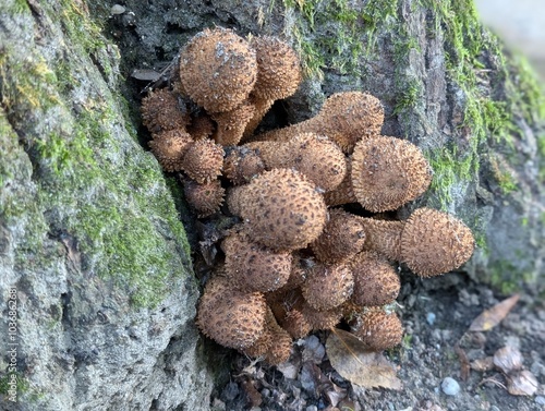 Shaggy Scalycap mushrooms (Pholiota squarrosa) growing on an old tree photo