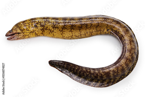 Photos Brutal moray (Gymnothorax kidako) is called Utsubo in  Japan.