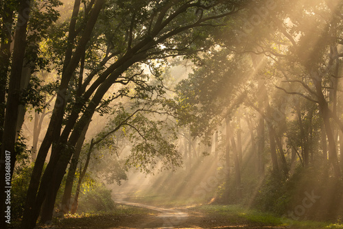 Scenic forest road or trail warm feel in cold winter fog or mist morning and orange color sunlight or sunrays scattering through canopy of trees Tyndall effect jim corbett national park jungle india