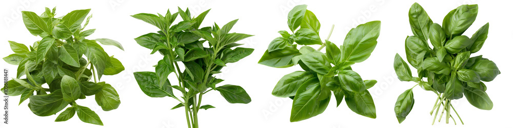 Four varieties of fresh basil leaves displayed against a transparent background, showcasing their vibrant green colors and unique textures. Four varieties of fresh basil leaves displayed against a transparent background, showcasing their vibrant green colors and unique textures.