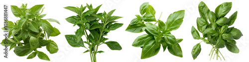 Four varieties of fresh basil leaves displayed against a transparent background, showcasing their vibrant green colors and unique textures.