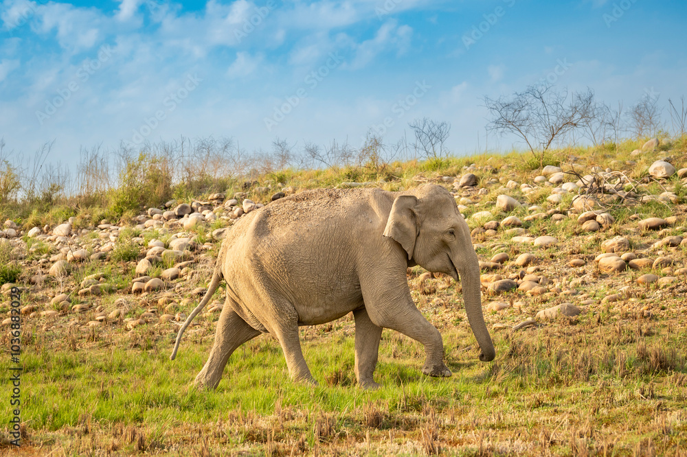 Fototapeta premium wild aggressive asian female elephant or Elephas maximus wander in forest during summer season migration in safari natural scenic background jim corbett national park tiger reserve uttarakhand india