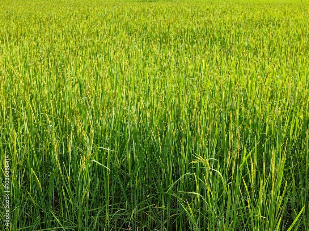 Green rice fields in the evening Blue sky, beautiful and bright Green rice fields in the evening Blue sky, beautiful and bright