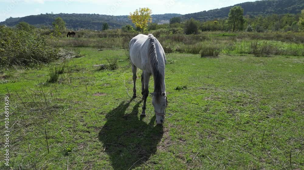 A grey horse grazing in a grassy field, surrounded by patches of green and dry grass, with a peaceful natural landscape in the background, aerial view A grey horse grazing in a grassy field, surrounded by patches of green and dry grass, with a peaceful natural landscape in the background, aerial view