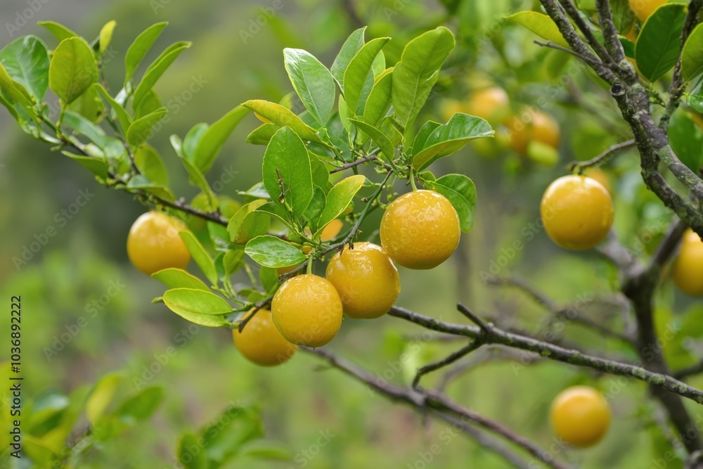 Golden citrus fruits hang invitingly from lush green branches in a sunlit garden Golden citrus fruits hang invitingly from lush green branches in a sunlit garden