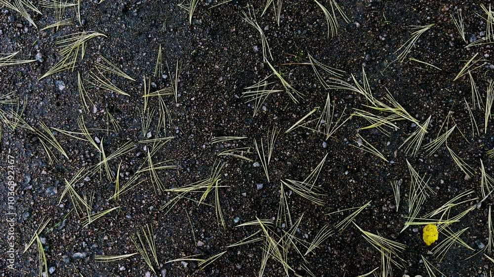 A close-up shot of golden pine needles scattered across a wet gravel path. The contrast between the dark stones and the delicate needles creates an interesting natural texture. Perfect for projects A close-up shot of golden pine needles scattered across a wet gravel path. The contrast between the dark stones and the delicate needles creates an interesting natural texture. Perfect for projects