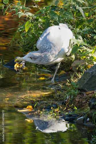 Mewa Srebrzysta nad wodą