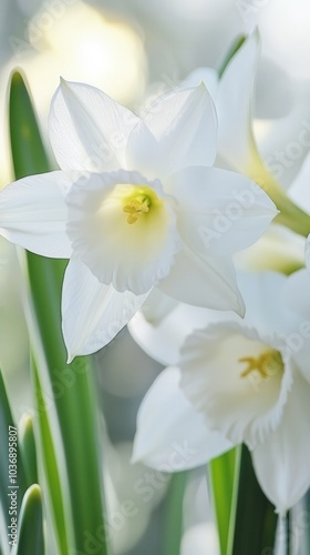 Wallpaper Mural Delicate white flowers bloom gracefully in a sunlit garden during springtime's embrace Torontodigital.ca