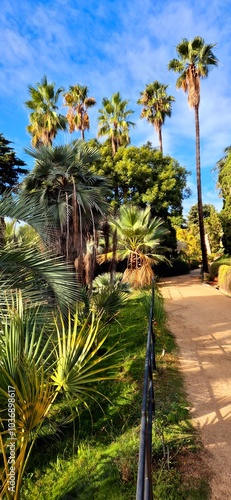 Five tall palm trees in the park under the sunny sky. Blanes, October 3, 2024. Nice view to it through many small green palm trees