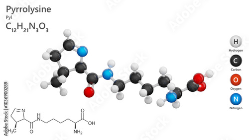 Pyrrolysine. Amino Acid. A detailed model of molecule. Molecular formula: C12H21N3O3. Chemical model: Ball and Stick. White background. 3d illustration photo