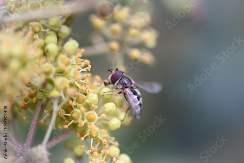 Hoverfly on a flower