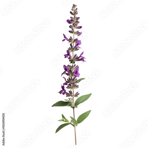 Blooming salvia sprig isolated on transparent background showcasing its vibrant purple flowers and green leaves, sprig of blooming salvia, file of isolated object with shadow on transparent background