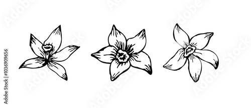 Vanilla Flower with Sticks sketch set. Vector hand drawn illustration of orchid Flower and pods. Bundle of sticks and flowers isolated. Sketch in line art style.