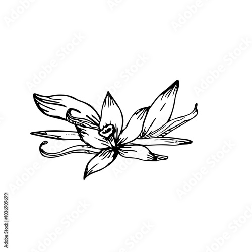 A detailed vector sketch of vanilla orchid flower and pods. Hand-drawn in line art style, perfect for botanical illustrations or natural product packaging.