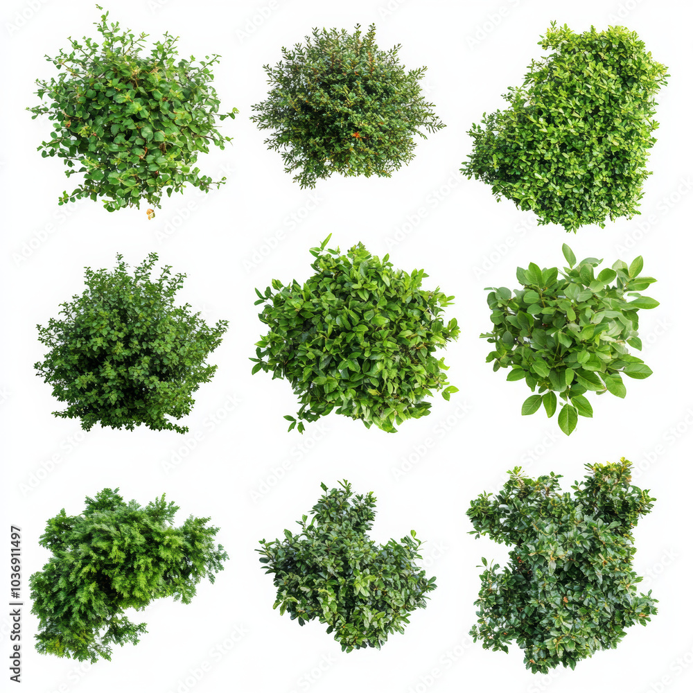 Set of green grass, bush isolated Set of green grass, bush isolated