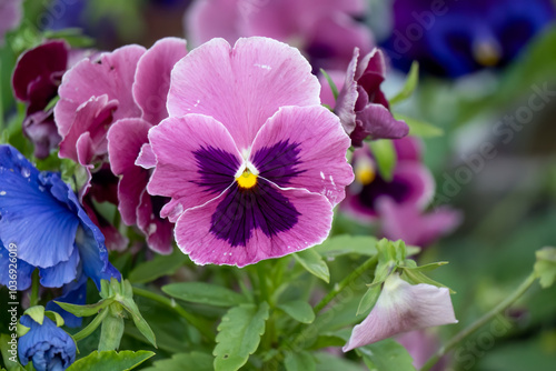 close-up of beautiful summer flowering brightly coloured Pansies (Viola tricolor var. hortensis)