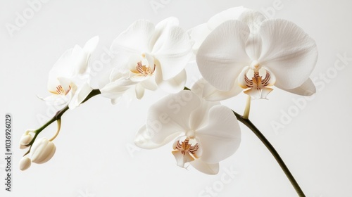A close-up of a white orchid with delicate, translucent petals, sitting gracefully on a minimalist white backdrop.