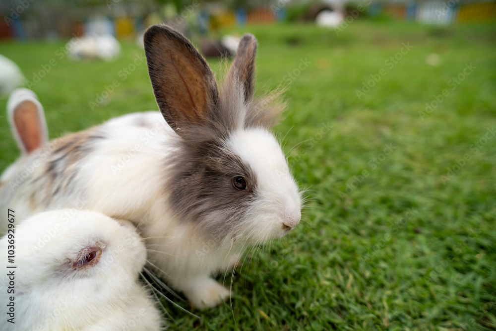Fluffy rabbit bunny sitting green grass in spring summer background Fluffy rabbit bunny sitting green grass in spring summer background