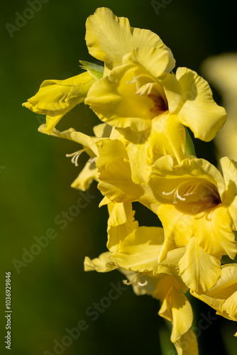 close-up of beautiful bright canna yellow king humbert