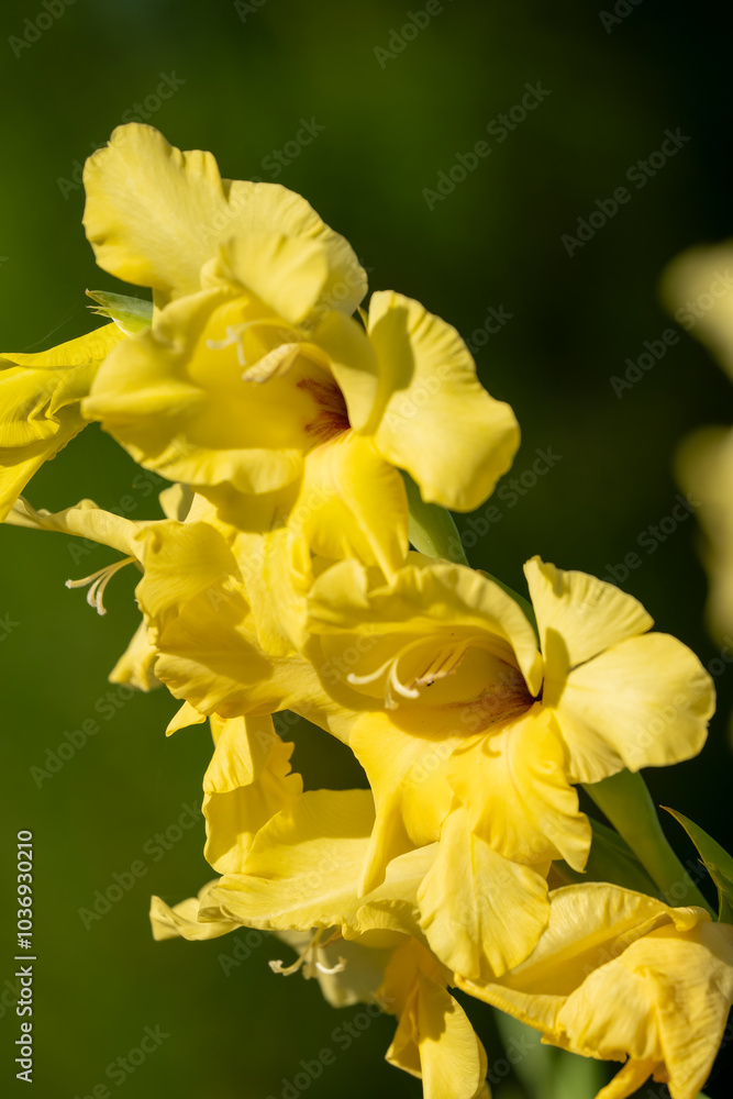 close-up of beautiful bright canna yellow king humbert close-up of beautiful bright canna yellow king humbert
