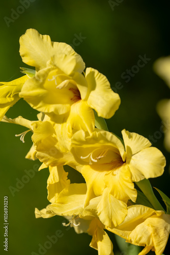 close-up of beautiful bright canna yellow king humbert