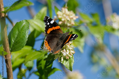 Red admiral butterfly (Vanessa Atalanta) perched on a white flower in Zurich, Switzerland photo