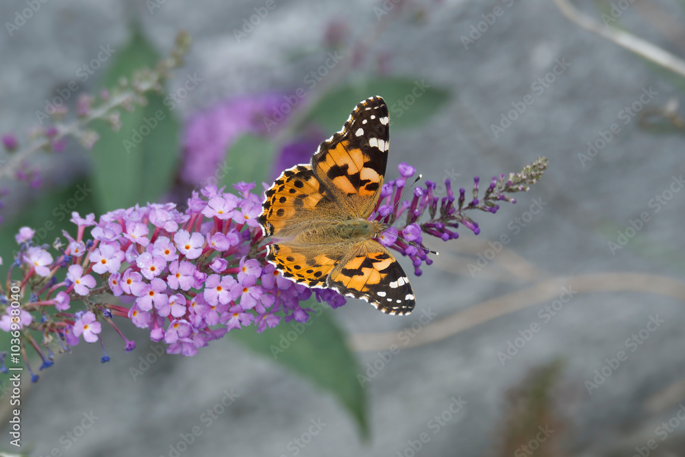 Obraz premium Painted Lady (Vanessa cardui) butterfly perched on summer lilac in Zurich, Switzerland