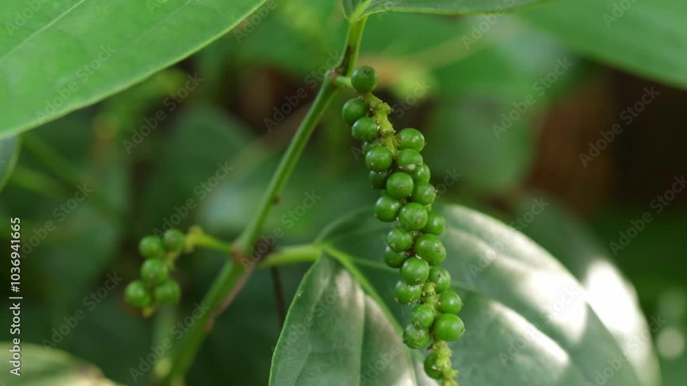 Fresh peppercorn on the tree