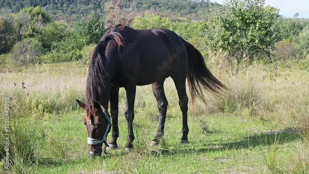 A dark brown horse walking through tall grass in a lush green field, with its tail swishing in the air, surrounded by a natural forested landscape A dark brown horse walking through tall grass in a lush green field, with its tail swishing in the air, surrounded by a natural forested landscape