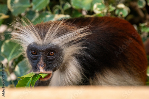 Photography Looking at a rare red monkey eating leaves in zanzibar