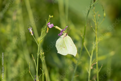 close-up of a feeding common brimstone butterfly (Gonepteryx rhamni)  photo