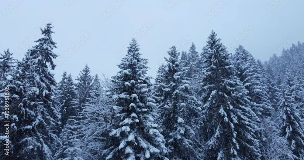 Snowy forest with freezing larch trees on a cloudy day Snowy forest with freezing larch trees on a cloudy day