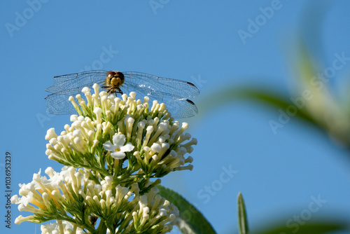 a dragonfly (Sympetrum striolatum) feeding on a buddleja davidii (white profusion) butterfly bush photo