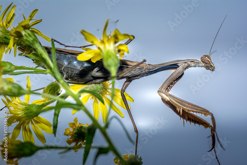 mantide religiosa photo