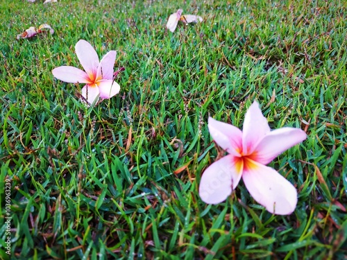 white frangipani flowers on the grass