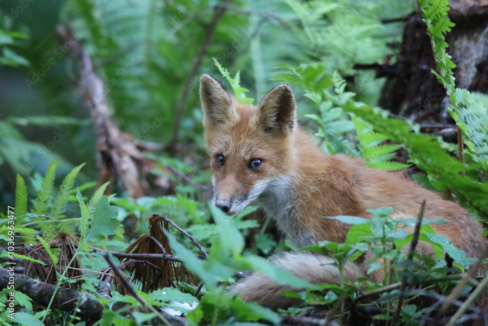 Fototapeta premium 夏の森で出会ったキタキツネ
