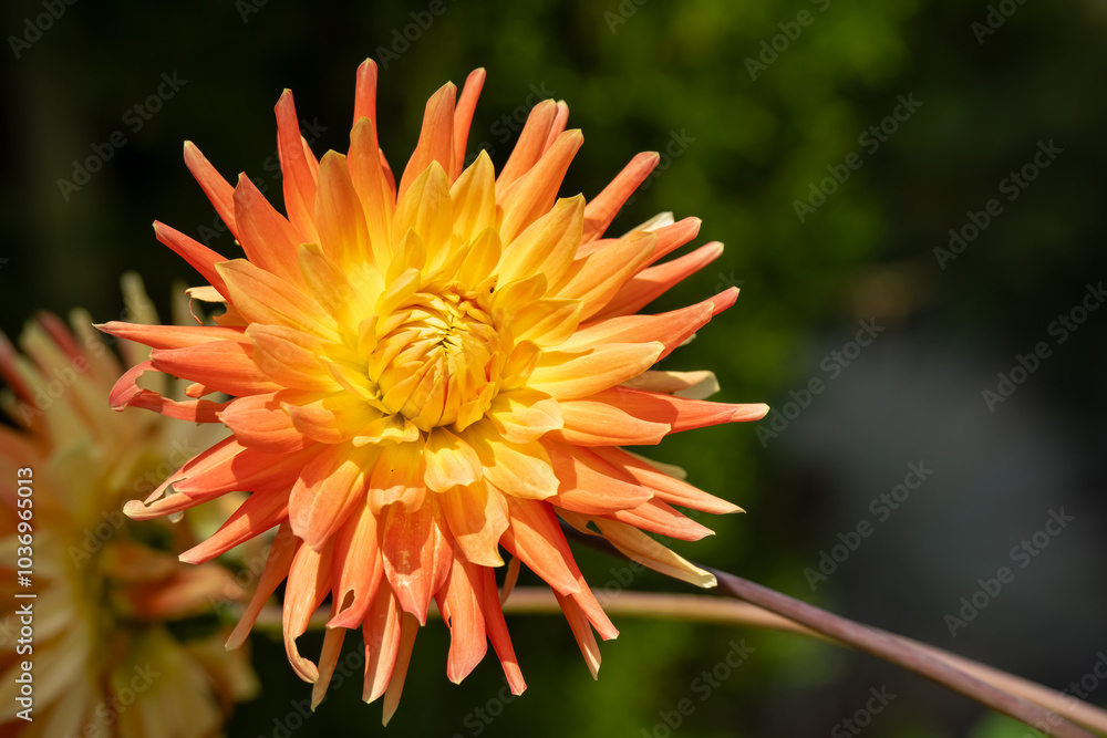 beautiful close-up of a Dahlia flower in summer bloom beautiful close-up of a Dahlia flower in summer bloom